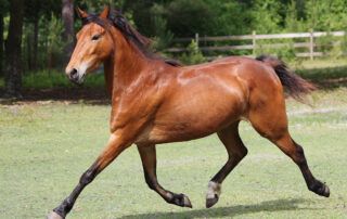Hackney Horse Breed Profile
