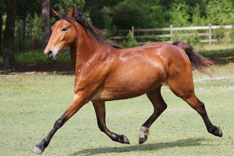 Hackney Horse Breed Profile