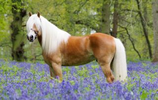 Haflinger Horse Breed Profile