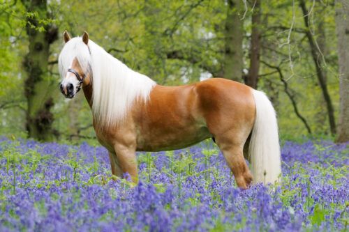 Haflinger Horse Breed Profile