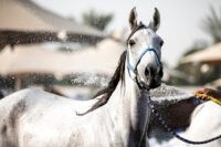 Heat Stress in Horses: Signs, Treatment & Prevention