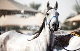Heat Stress in Horses