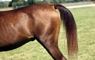 Hunter’s Bump in Horses
