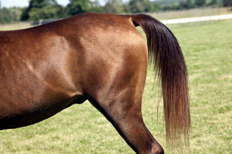 Hunter’s Bump in Horses