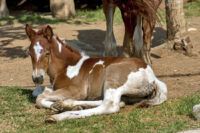 Hypothyroidism in Horses: Causes, Diagnosis & Treatment