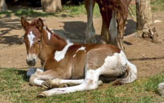 Hypothyroidism in Horses