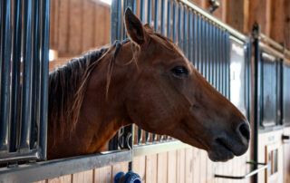 Keeping Horses Healthy While on Stall Rest