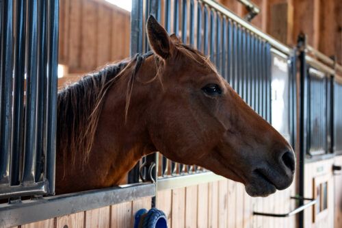 Keeping Horses Healthy While on Stall Rest