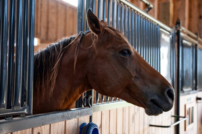 Keeping Horses Healthy While on Stall Rest