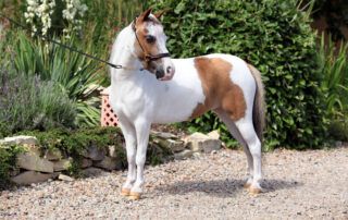 Miniature Horse Breed Profile