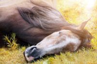 Narcolepsy in Horses: Sleep Disorder Causes, Symptoms & Treatments
