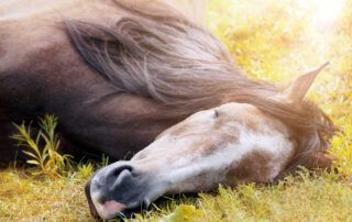 Narcolepsy in Horses