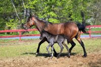 Paso Fino Horse Breed Guide: Characteristics, Health & Nutrition