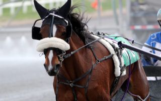 Standardbred Horse Breed Characteristics