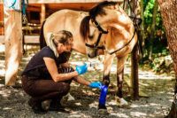 Tendon Injuries in Horses: Diagnosis, Treatment and Recovery