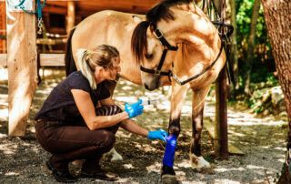 Tendon Injury in Horses