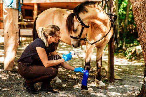 Tendon Injury in Horses