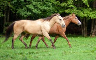 Tennessee Walking Horse Breed Profile