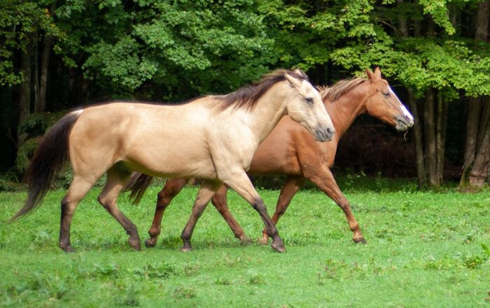Tennessee Walking Horse Breed Profile