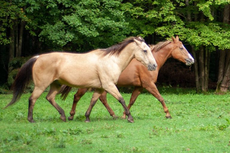 Tennessee Walking Horse Breed Profile