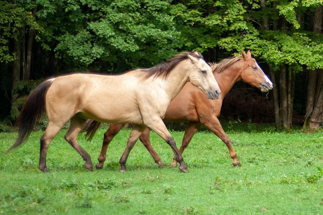 Tennessee Walking Horse Breed Guide Health Nutrition 