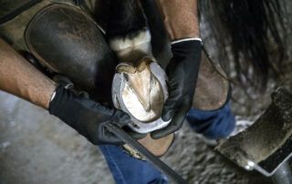 Why Do Horses Need Shoes