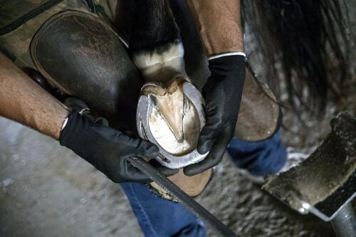 Why Do Horses Need Shoes