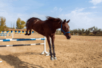Branched Chain Amino Acid (BCAA) Supplements for Horses: Do they Work?
