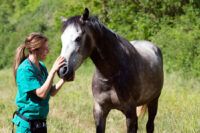 Bleeding Disorders in Horses: Types, Signs & Treatment