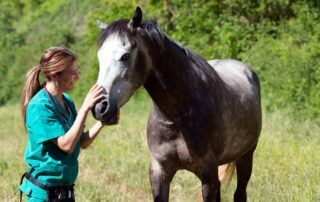 Bleeding Disorders in Horses