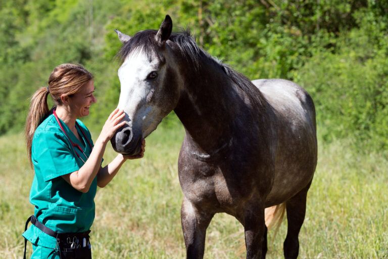 Bleeding Disorders in Horses