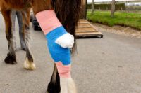 Cellulitis in Horses: Signs, Causes, Treatment & Prevention