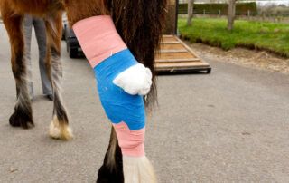 Cellulitis in Horses