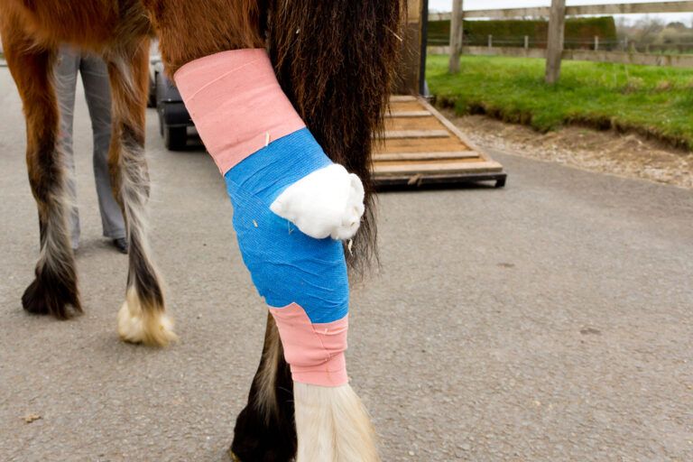 Cellulitis in Horses
