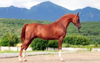 Forelimb Conformation Faults in Horses