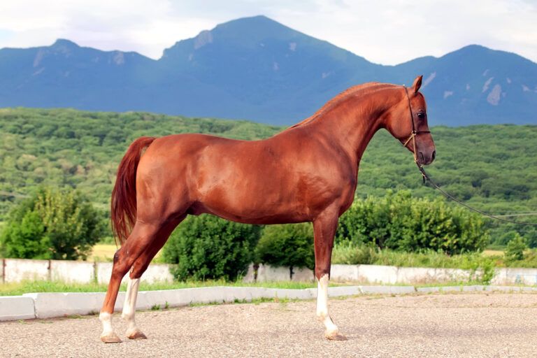 Forelimb Conformation Faults in Horses