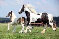 Gypsy Vanner Breed Guide: Characteristics, Health & Nutrition