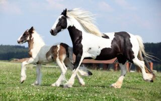 Gypsy Vanner Horse Breed Guide