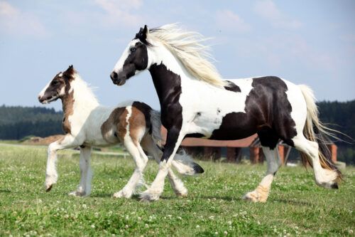 Gypsy Vanner Horse Breed Guide