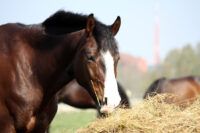 How Does Hindgut Fermentation Work in the Horse?