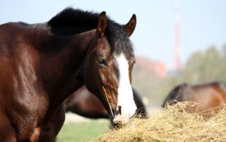Hindgut Fermentation in Horses
