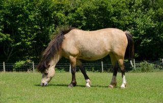 How to Feed a Horse with PPID