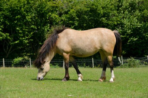How to Feed a Horse with PPID