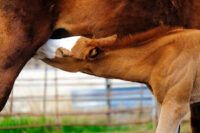 IgG Testing in Foals: Assessing Passive Transfer of Immunity after Birth
