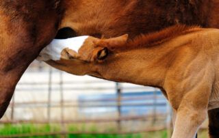 IgG Testing in Foals and Passive Transfer of Immunity