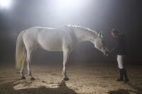 Lipizzaner Horse Breed Guide: Characteristics, Health & Nutrition