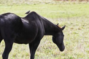 11 Causes of Muscle Loss in Horses