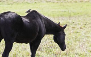 Muscle Loss in Horses