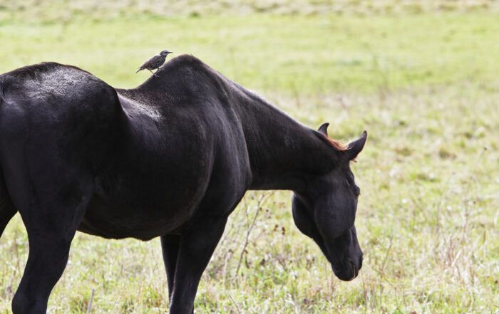 Muscle Loss in Horses