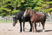 Percheron Horse Breed Guide: Characteristics, Health & Nutrition